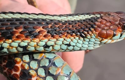 California red-sided Garter Snake