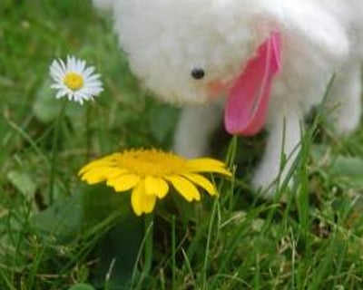 Wooly Critters Workshop