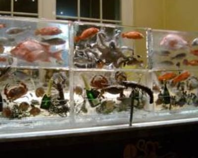 Seafood Display Ice Wall