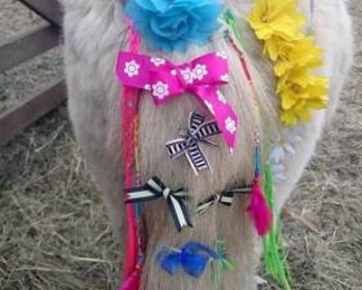 Stanwick Party Ponies