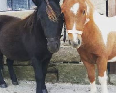 Cupcake and Jaffacake