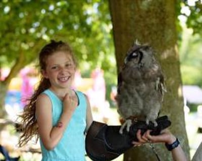 Handle Birds of Prey