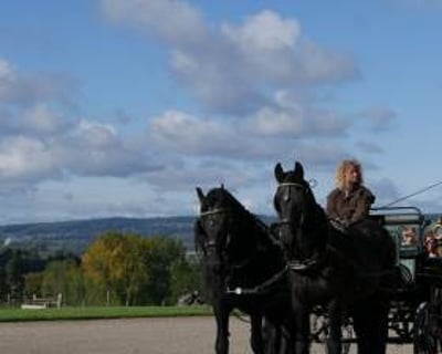 Carriage Driving Period Drama - Horse Drawn Carriage with pair of black friesian horses at National Trust from Marc Lovatt and The Cavalry of Heroes Film Horses and Carriages