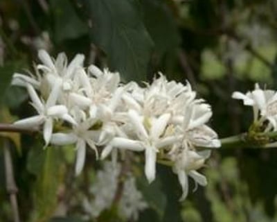 Coffee Starts as a White Flower ...