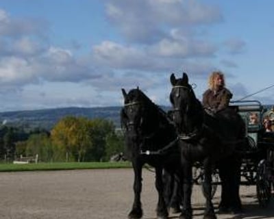 Carriage Driving Period Drama - Horse Drawn Carriage with pair of black friesian horses at National Trust from Marc Lovatt and The Cavalry of Heroes Film Horses and Carriages