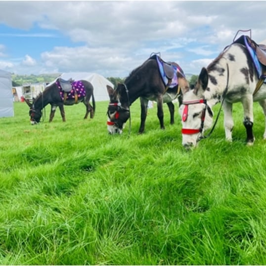 Donkey Rides