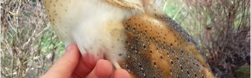 Animal Acts in Westbury