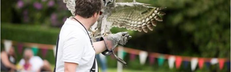 Birds & Falconry in Innerleithen