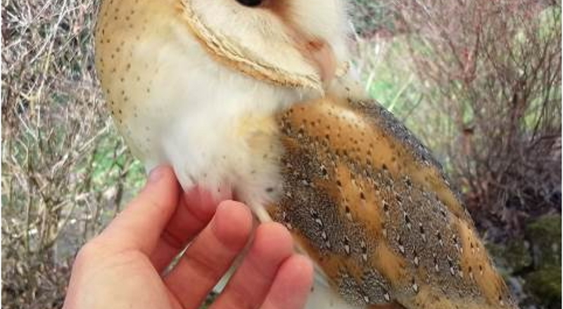 Animal Acts in Sandiacre