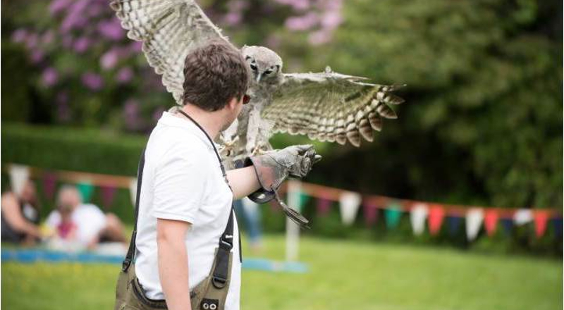 Birds & Falconry in Langholm