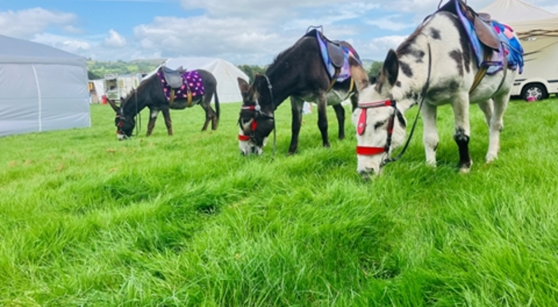 Donkey Rides in Montrose