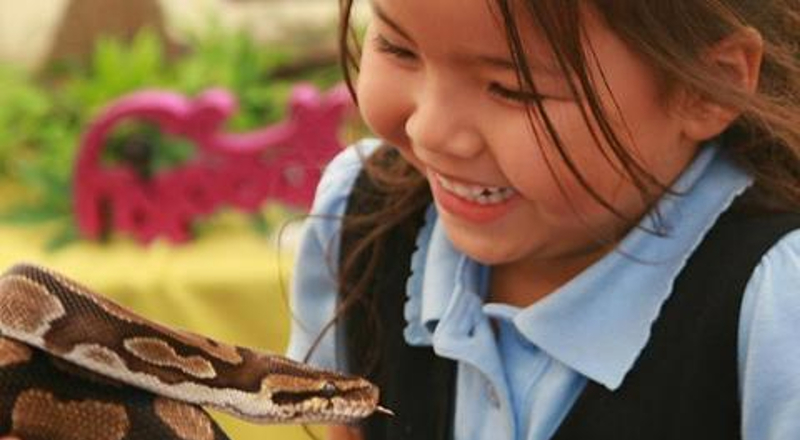Reptile & Insect Encounters in Skelton