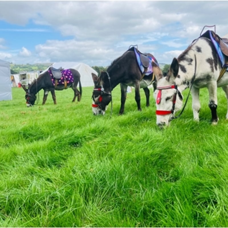 Donkey Rides